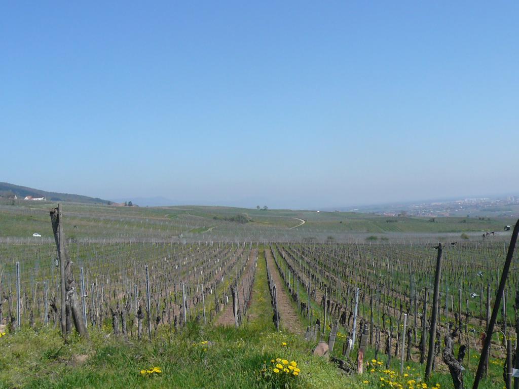 Gite Jasmin Herrlisheim-près-Colmar Εξωτερικό φωτογραφία